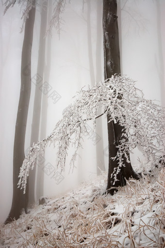 大雪后的森林摄影图片