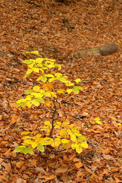 秋天秋季金黄落叶小树摄影图片