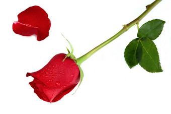 带露珠的红玫瑰玫瑰花摄影图