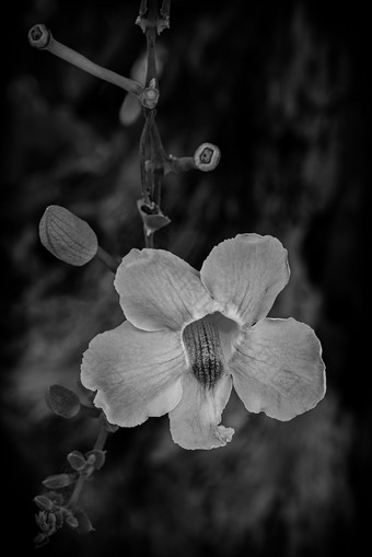 黑白花卉盛开花朵摄影图