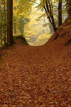 户外景色秋天山间树林摄影图