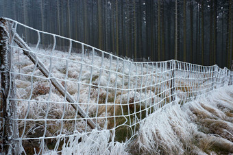 户外景色冬季树林摄影图