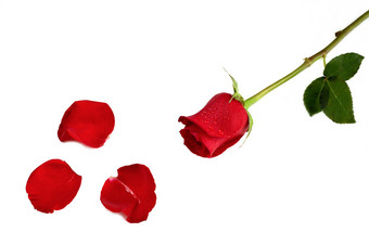 红玫瑰玫瑰花花束摄影图