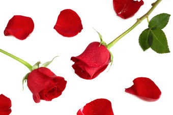 红色花朵玫瑰花玫瑰花瓣摄影图