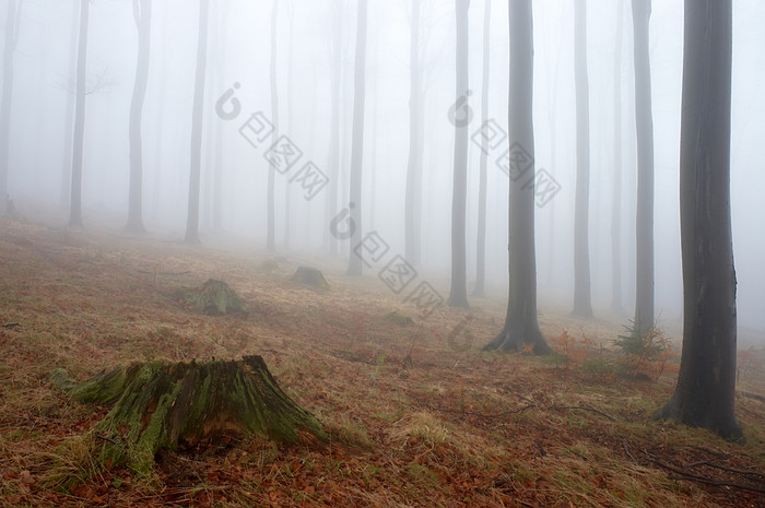 迷雾森林山林摄影图片