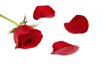 白底红玫瑰玫瑰花摄影图