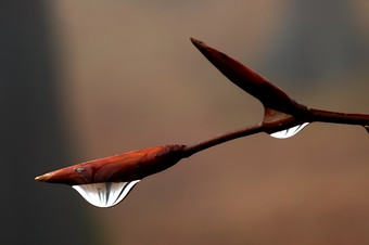 雨季水滴特写镜头摄影图