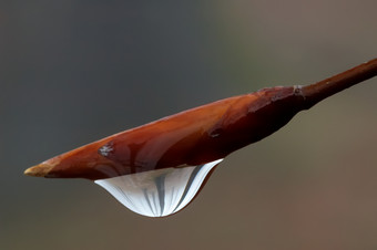 雨季水滴特写镜头摄影图片