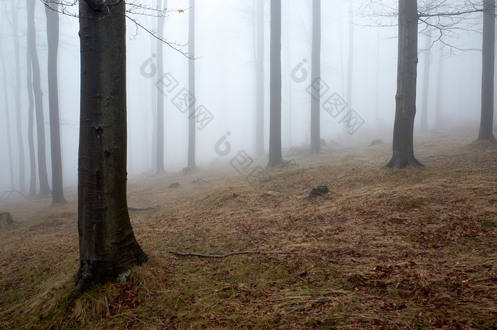多雾朦胧的山林摄影图片
