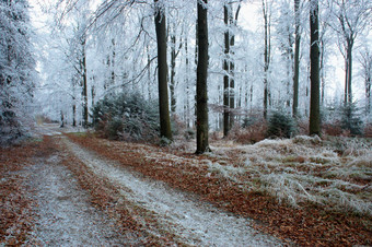 户外景色冬季雪后银白色的森林摄影图