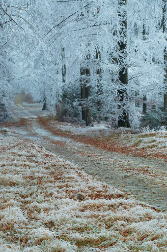 冬天下雪后结冰的树林摄影图