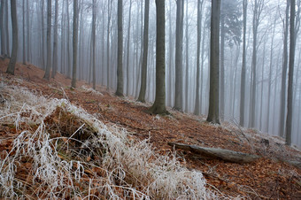 户外风景冬季森林摄影图片