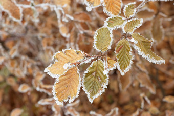 户外景色树枝树叶结霜摄影图