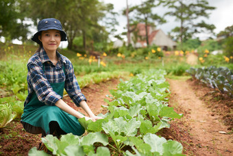 作物<strong>收获</strong>agroengineer<strong>农业</strong>