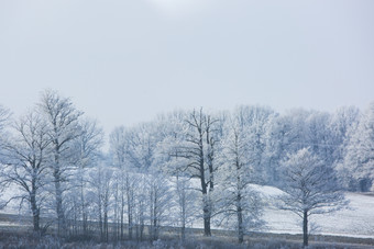 雪地<strong>森林树木</strong>特写