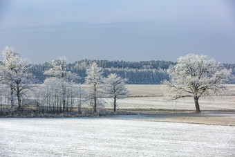 雪地平地雪松<strong>特写</strong>