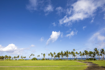 海滨海边椰树林草坪小道