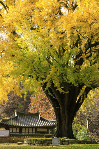 秋天渐渐变黄的树叶和静谧的小屋