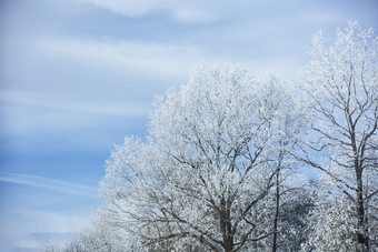 雪地森林雪松仰拍