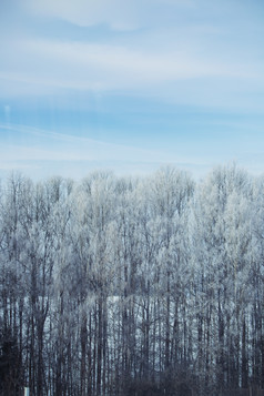 雪地森林直立树木