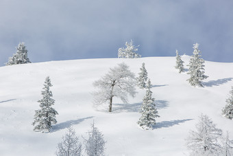 <strong>晴朗</strong>天空下挂满雪花的树雪地