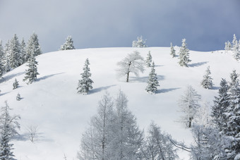 晴朗天空下挂满雪花的树和雪地
