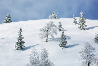 雪地里生长的树和蓝蓝的天空