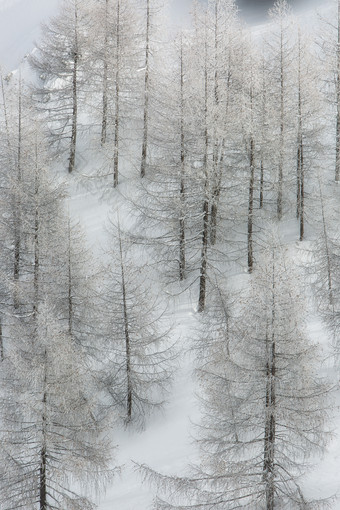 寒冷冬季山坡上排列的树