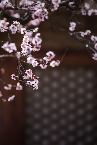 桃花红墙红栏杆图片