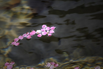 桃花花瓣掉落在溪水中