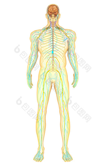 人体淋巴神经示例插图