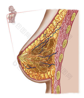 人体乳房解剖示例图