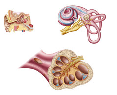 人体耳朵耳蜗摄影图