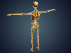 生物医学人类背部骨架