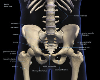 人体骨骼骨盆解剖示例图