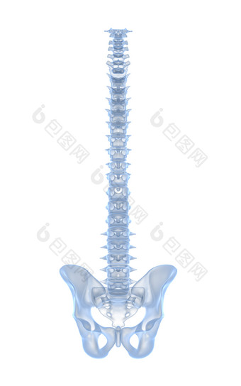 蓝色脊椎骨头摄影图