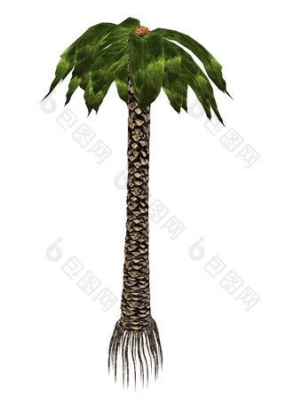 棕榈树树木示例插图