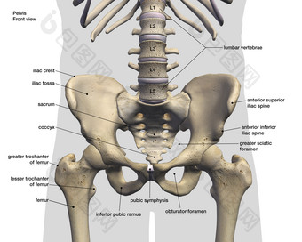 人体骨盆示例解剖插图