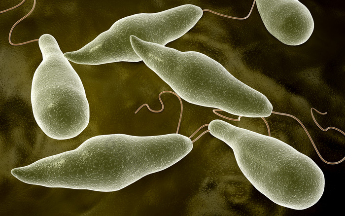 微生物细胞示例图