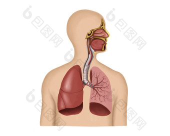 人体呼吸器官结构插图