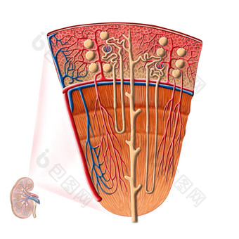 肾<strong>元</strong>动脉解剖示例图