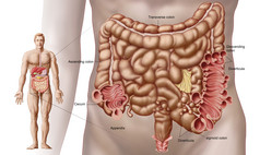 肠子消化系统摄影图