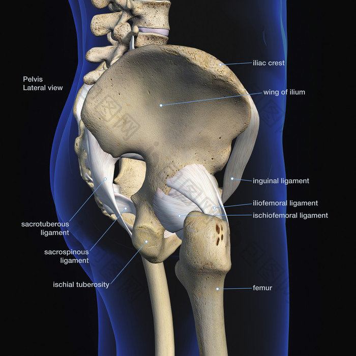 人体骨盆骨骼解剖学结构图