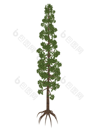 植物学松树示例插图