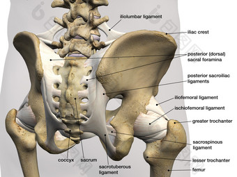 人体韧带骨盆结构插图