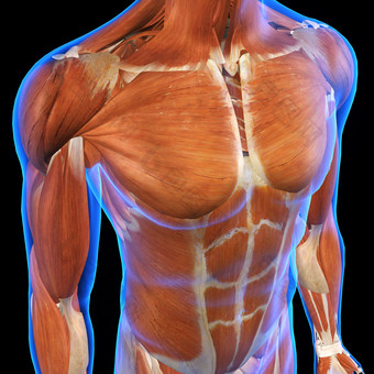 人体身体肌肉透视图