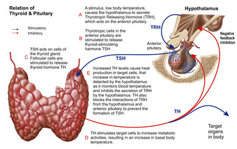 人体器官甲状腺示例结构图