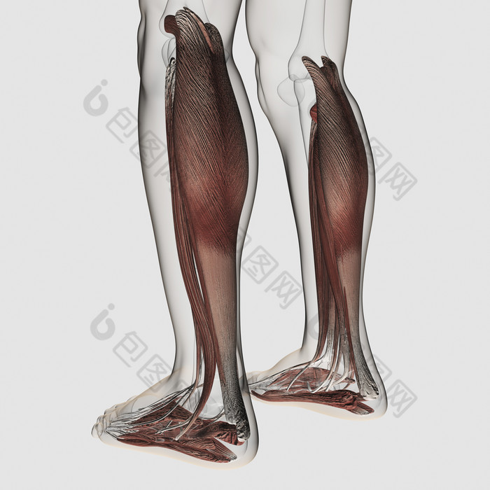 站立的小腿骨骼肌肉后视图
