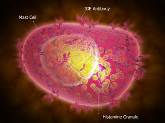 <strong>免疫</strong>球蛋白细胞示例插图