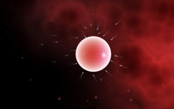 卵母细胞<strong>分子</strong>示例插图